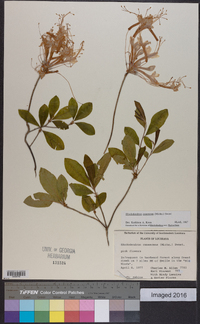 Rhododendron canescens image