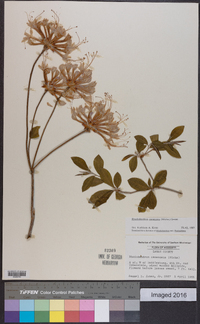 Rhododendron canescens image