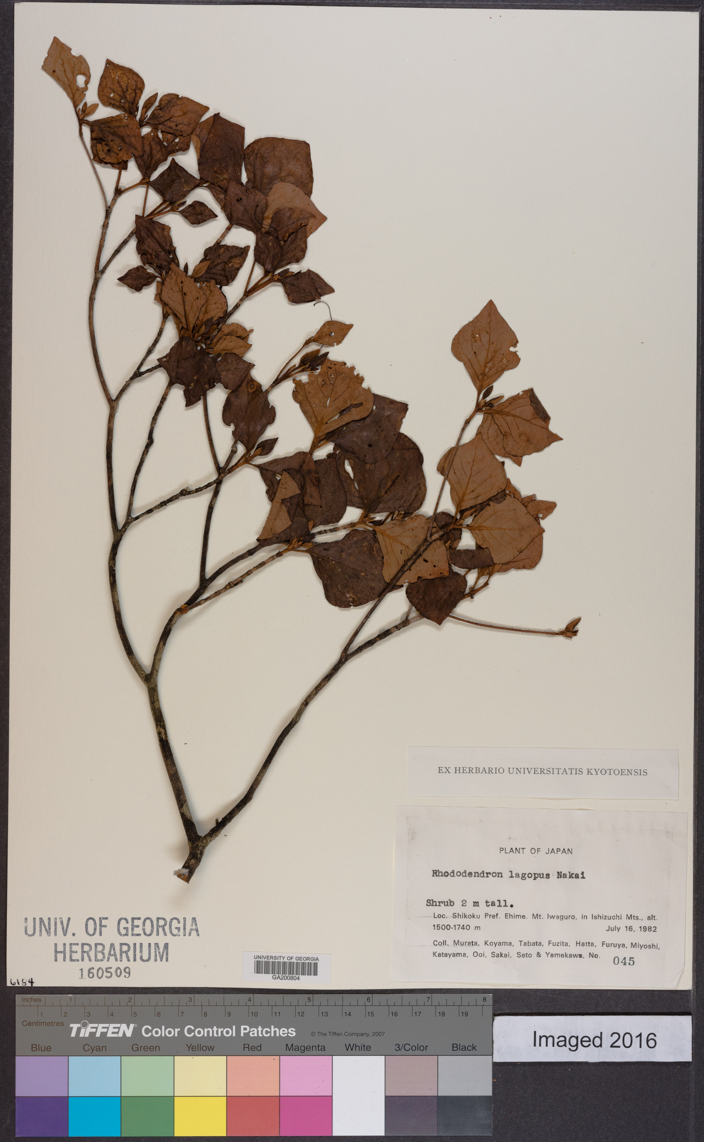 Rhododendron lagopus image