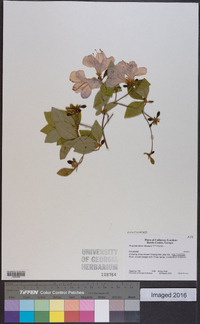 Rhododendron obtusum image