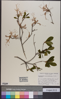 Rhododendron periclymenoides image