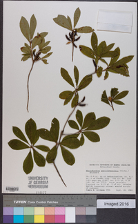 Rhododendron periclymenoides image