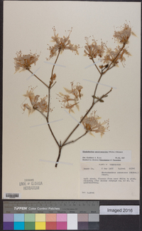 Rhododendron periclymenoides image