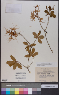 Rhododendron periclymenoides image