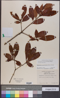 Rhododendron periclymenoides image