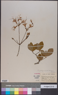 Rhododendron periclymenoides image