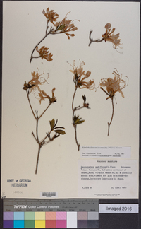 Rhododendron periclymenoides image