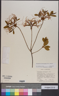 Rhododendron periclymenoides image