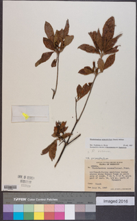 Rhododendron prinophyllum image