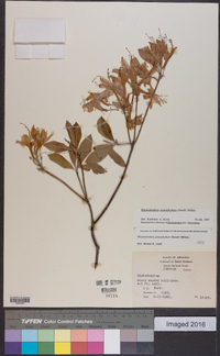 Rhododendron prinophyllum image