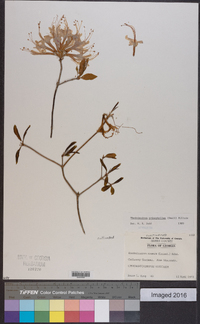 Rhododendron prinophyllum image