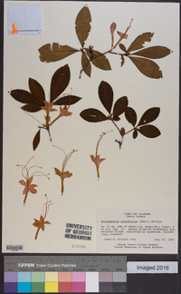 Rhododendron prunifolium image