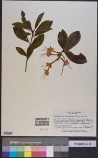 Rhododendron prunifolium image