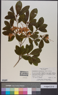 Rhododendron prunifolium image