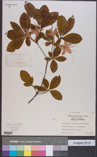 Rhododendron prunifolium image