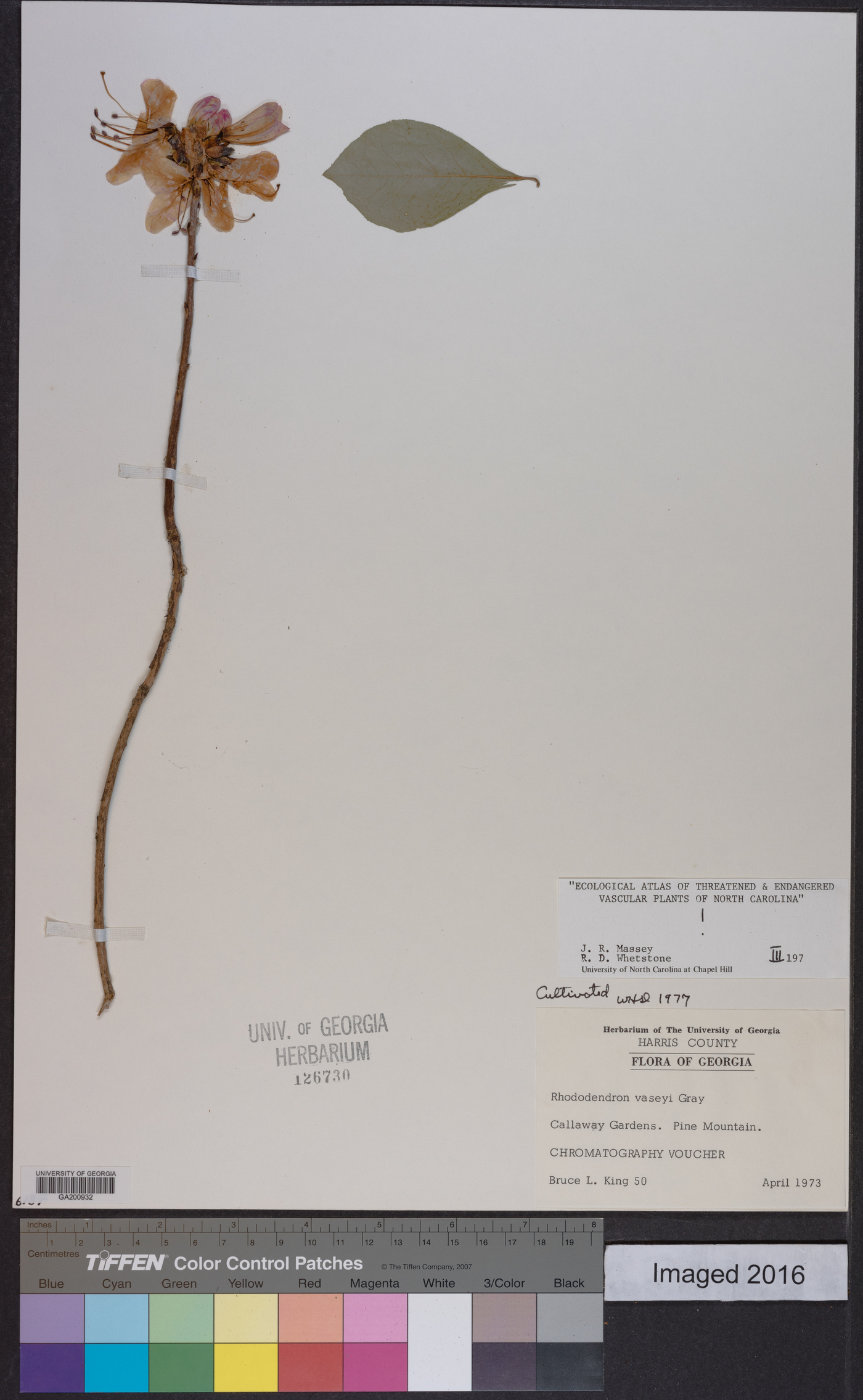 Rhododendron vaseyi image