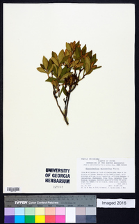 Rhododendron micranthum image