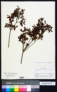 Rhododendron tschonoskii image