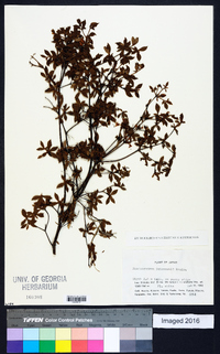 Rhododendron tschonoskii image