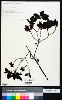 Rhododendron semibarbatum image
