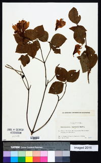 Rhododendron weyrichii image