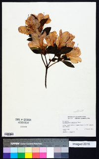 Rhododendron pulchrum image