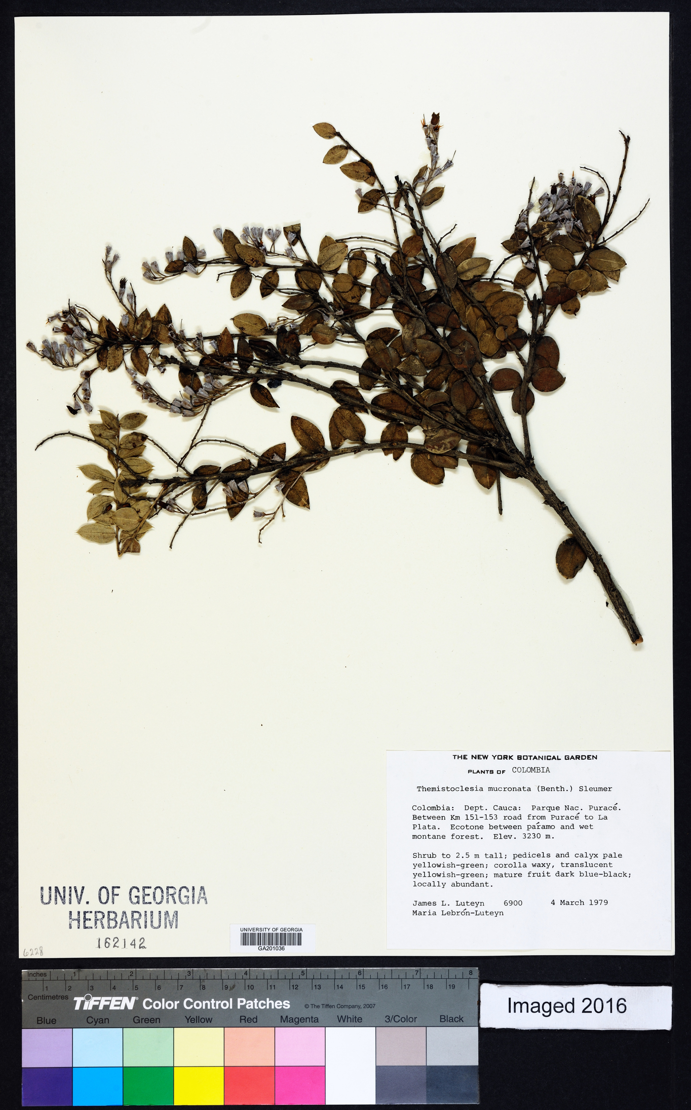 Themistoclesia mucronata image