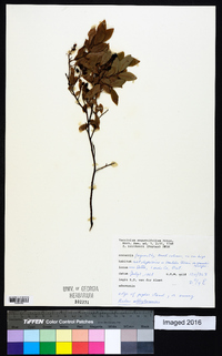 Vaccinium angustifolium image