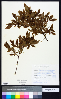 Vaccinium angustifolium image