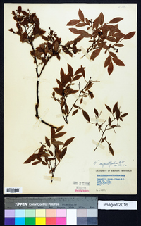 Vaccinium angustifolium image