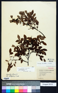 Vaccinium angustifolium image