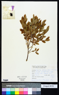 Vaccinium angustifolium image