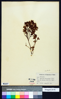 Vaccinium caespitosum image