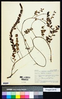 Vaccinium crassifolium image