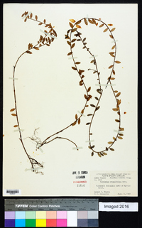 Vaccinium crassifolium image