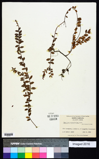 Vaccinium crassifolium image