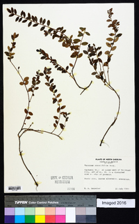 Vaccinium crassifolium image