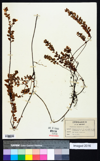 Vaccinium crassifolium image