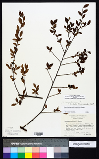 Vaccinium elliottii image