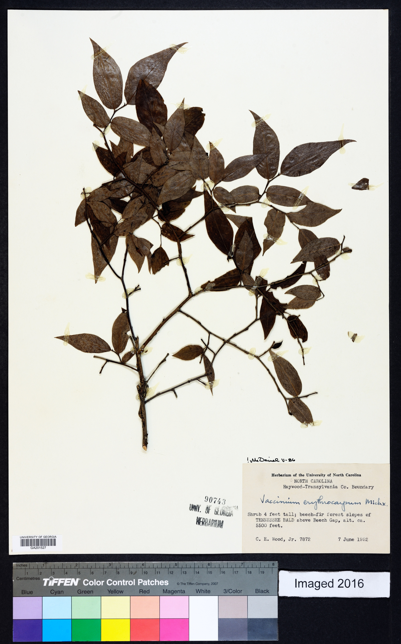 Vaccinium erythrocarpum image