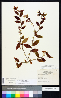 Vaccinium fuscatum image