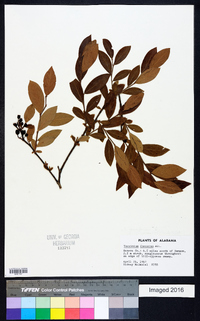 Vaccinium fuscatum image