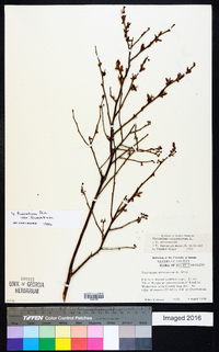 Vaccinium fuscatum image