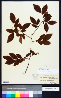 Vaccinium fuscatum image