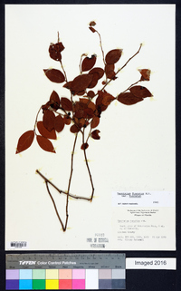 Vaccinium fuscatum image