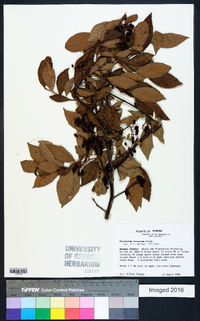 Vaccinium fuscatum image