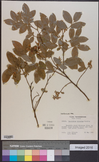 Vaccinium hirsutum image