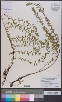 Vaccinium macrocarpon image