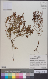 Vaccinium myrsinites image