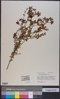 Vaccinium myrsinites image